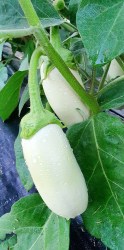 eggplant white fairy1